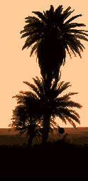 [ Palm Tree ]